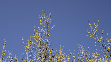 푸른 하늘아래 예쁘게 핀 산수유