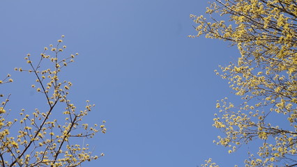 푸른하늘 아래 활짝 피어있는 유채꽃