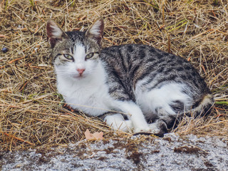 gray-white striped cat with slanting eyes lies in dry grass