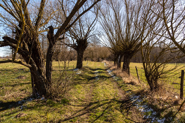 Obraz premium Podlaskie wierzby. Wiosna na Podlasiu. Krajobraz wiejski. Piękne Podlasie, Polska