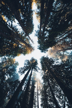 Mammutb&auml;ume von unten fotografiert mit Sonnenaufgang in den Baumkronen und goldenem Licht.