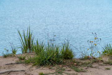 Grass and flowers grow on a sandy cliff above the Gulf of Finland in the area of the Fort Krasnaya Gorka