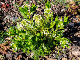 Pfeilkresse blüht im Frühling im Garten