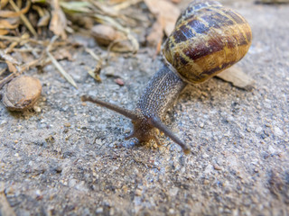 Snail in the soil