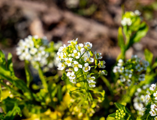 Pfeilkresse Lepidium draba blüht im Frühling