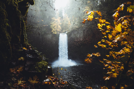 Massiver Wasserfall &uuml;ber Kante St&uuml;rzend in Becken umrundet von kanadischen Tannen und herbstlaub im Vordergrund 