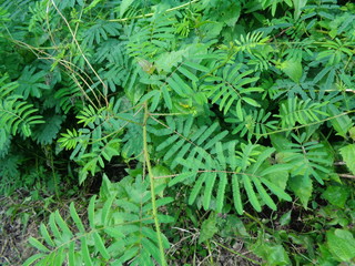 Giant Mimosa pudica, also called sensitive, sleepy, action plant, touch me not, shame plant, zombie.