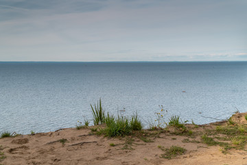 Grass and flowers grow on a sandy cliff above the Gulf of Finland in the area of the Fort Krasnaya Gorka