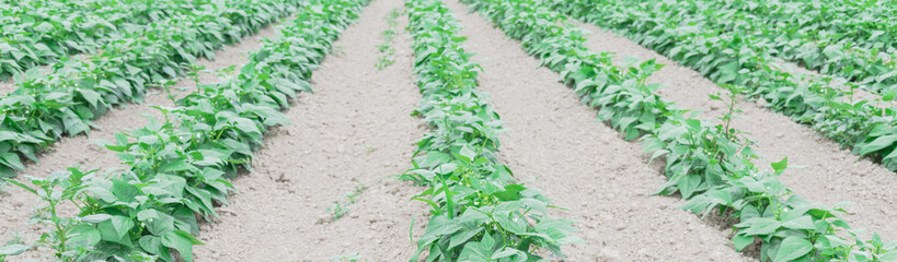 Panoramic long row of abundance beans ready to harvest at legume farm in Kent, Washington, USA