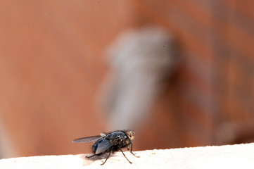 Common house fly in habitable environments located in an open space open 