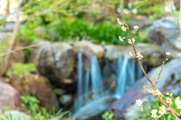 tokyo, japan - march 13 2020: Plum trees in bloom on a bokeh background in the Yushima-Tenmangu shrine of Okachimachi dedicated to Sugawara no Michizane who worshiped plum trees.