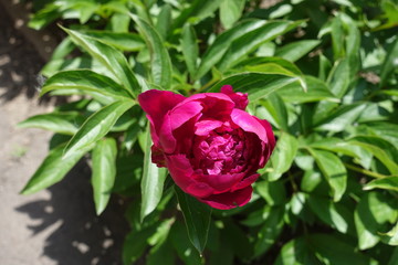 Half opened magenta colored flower of peony in mid May
