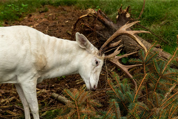 Rare white deer . Natural scene from conservation area in Wisconsin.