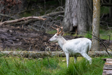 Rare white deer . Natural scene from conservation area in Wisconsin.