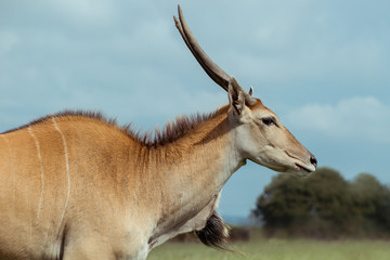 A female common eland, side profile view, with sloped spiral horns, hump and dewlap with neck mane