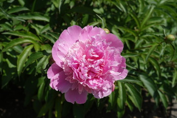 Bomb flowered pink peony in mid May