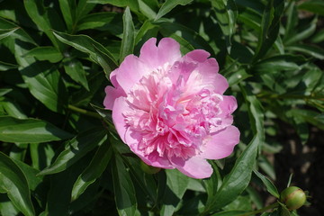 Bowl shaped pink flower of common peony in mid May