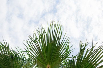 Green Palm branche in sky, fresh exotic tree foliage, paradise beach, summer vacation and holiday concept