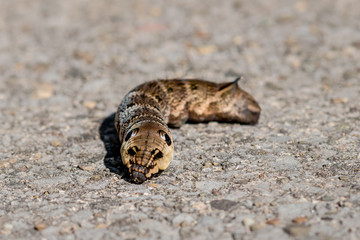 Front-view of an elephant hawk moth caterpillar on pavement