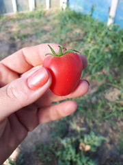 small tomato in a female hand. Harvesting.