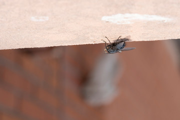 Common house fly in habitable environments located in an open space open 