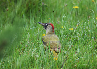 Green woodpecker