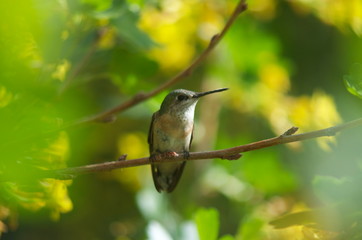 Female Hummingbird 
