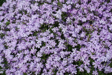 A lot of violet flowers of phlox subulata in May