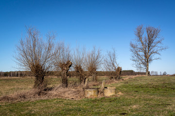 Podlaskie wierzby. Wiosna na Podlasiu. Krajobraz wiejski. Piękne Podlasie, Polska