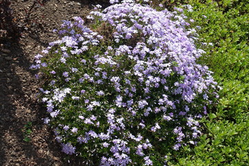 Obraz premium Flowering cushion of violet phlox subulata in April