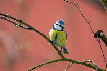 The Great Tit, Parus major, is sitting in color environment of wildlife, sýkora koňadra