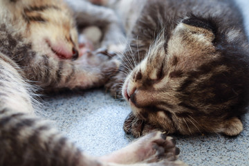 Close up picture of newborn kitten sleeping together without mother.