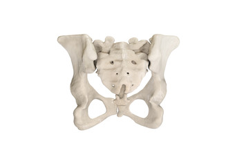 Pelvis, Human skeleton, Female Pelvic Bone anatomy, hip, 3D artwork, Bones Labeled Anatomy back View, White background