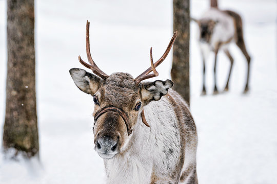 Reindeer in winter farm in Lapland