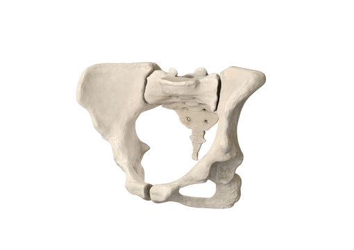 Pelvis, Human skeleton, Female Pelvic Bone anatomy, hip, 3D artwork, Bones Labeled Anatomy View, white background