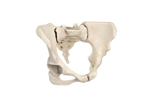 Pelvis, Human skeleton, Female Pelvic Bone anatomy, hip, 3D artwork, Bones Anatomy View, white background