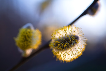 Weidek&auml;tzchen Salix Laubgeh&ouml;lz Heuschnupfen Allergie Pollen Fr&uuml;hbl&uuml;her Ast Bl&uuml;te Nektar Bienen Staubbeutel gelb F&auml;den Insekten Sauerland Deutschland Makro Nahaufnahme Sonne Abendlicht Ostern Zweig