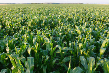 beautiful green corn field at sunset day