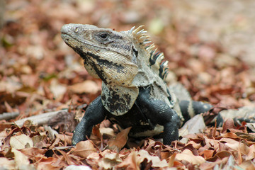 Iguana