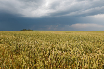 beautiful wheat field in the rays at sunset day