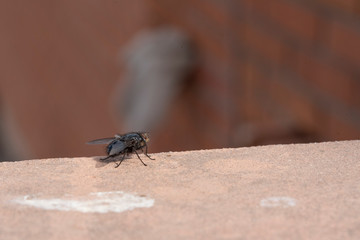 Common house fly in habitable environments located in an open space open 
