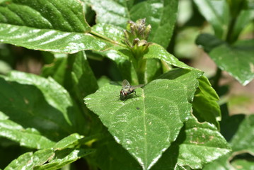 Mosca sobre las plantas