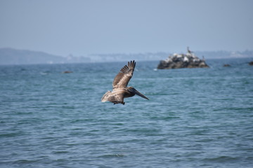 Pelicano al vuelo