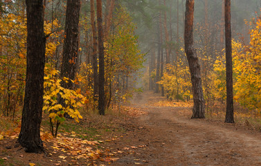 Autumn forest. Pleasant walk in the nature. Autumn painted trees with its magical colors.	