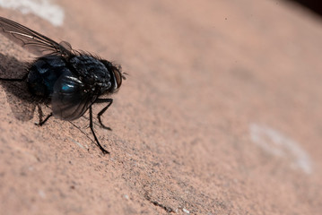 Common house fly in habitable environments located in an open space open 