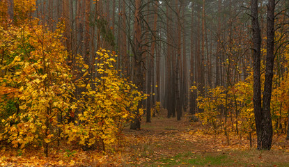 Obraz premium Autumn forest. Pleasant walk in the nature. Autumn painted trees with its magical colors. 