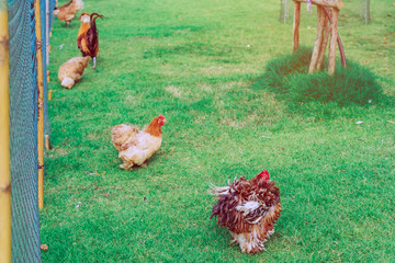 Many chickens rest happily on the chicken farm in the afternoon. Outdoors close up selective focus image.