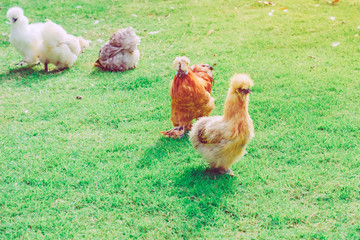 Many chickens rest happily on the chicken farm in the afternoon. Outdoors close up selective focus image.