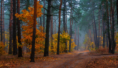 Autumn forest. Pleasant walk in the nature. Autumn painted trees with its magical colors.	