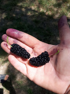 Large mulberries in female hand. Harvesting.